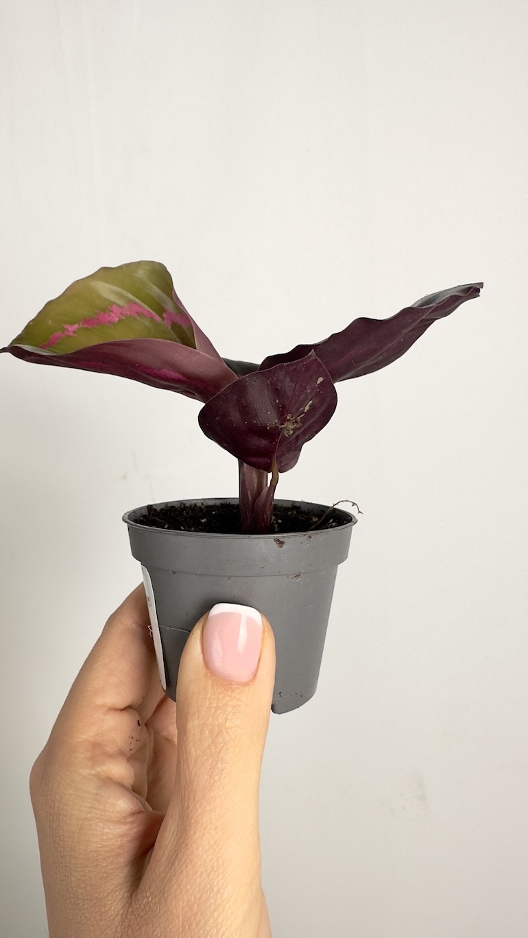 Calathea Roseopicta Dottie