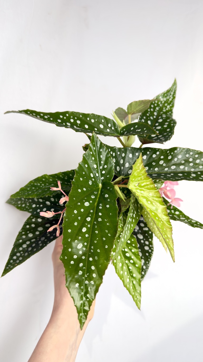 Begonia maculata Wightii 14/40 cm