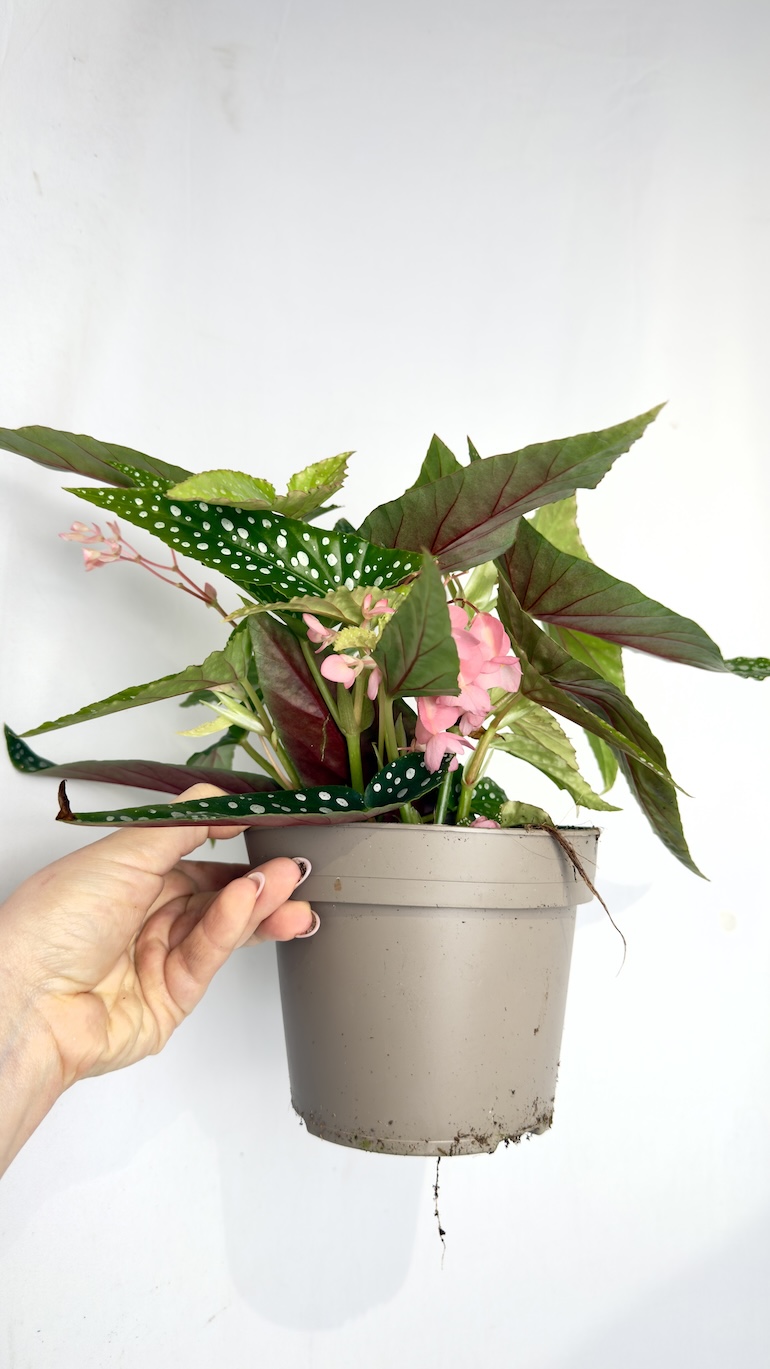 Begonia maculata Wightii 14/40 cm