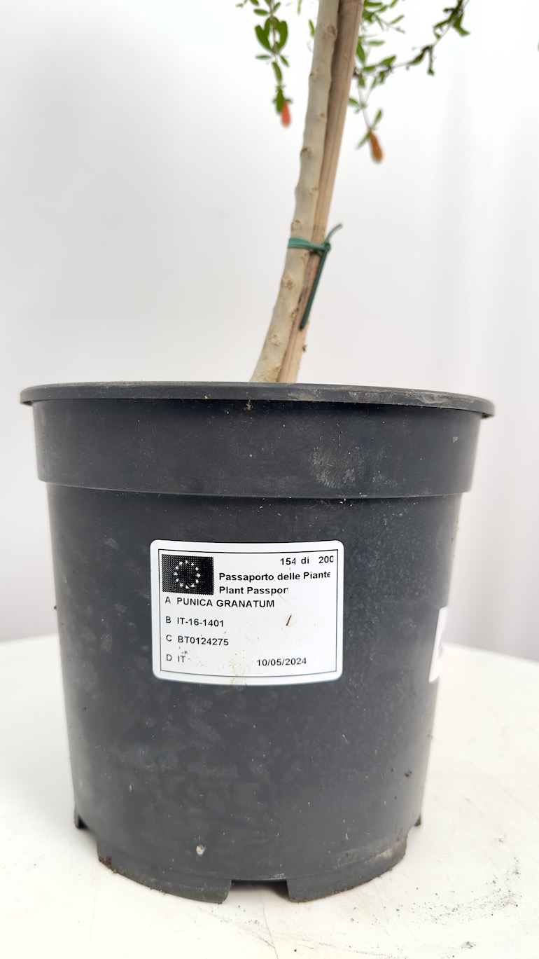 Punica granatum