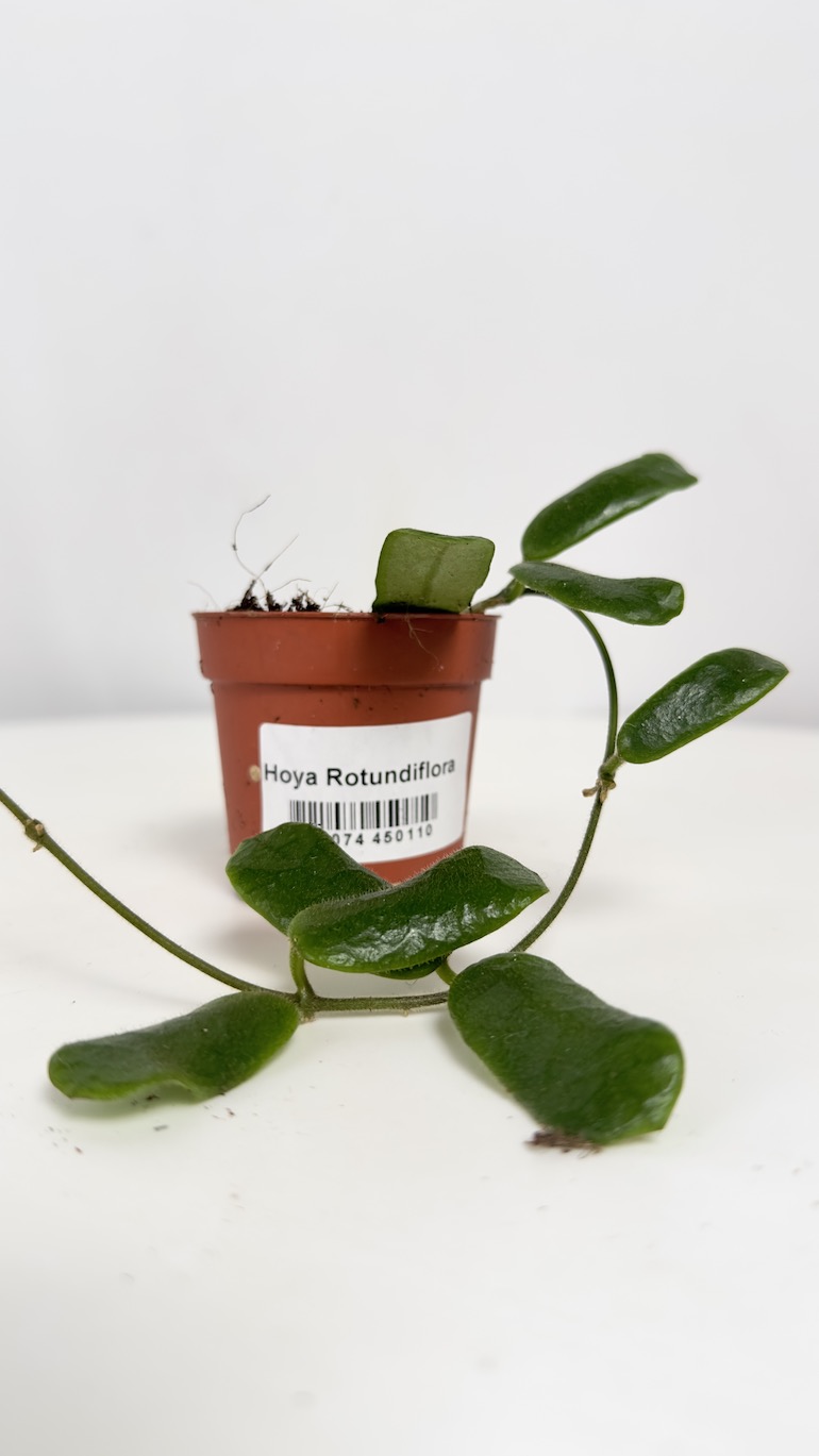 Hoya Rotundiflora