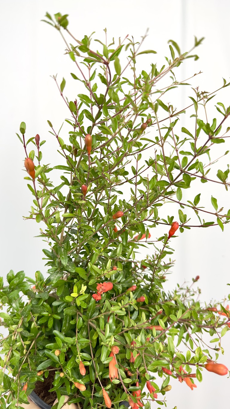 Punica granatum