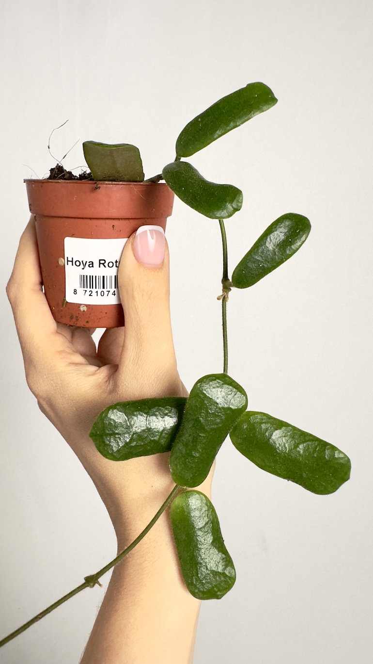 Hoya Rotundiflora
