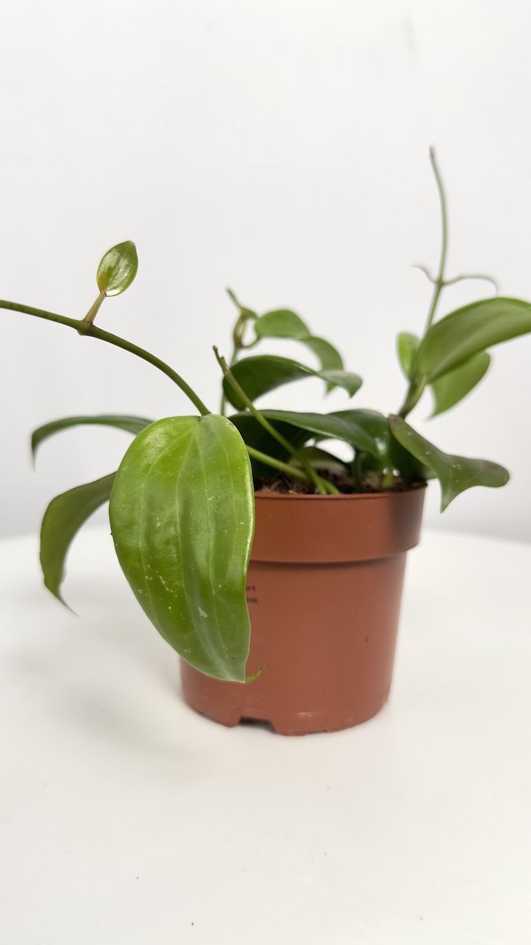 Hoya Quinquenervia