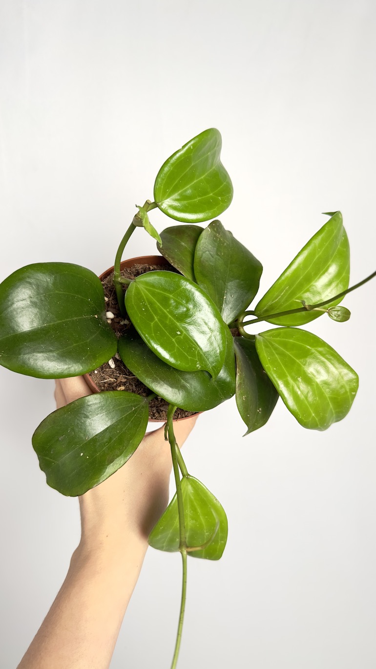 Hoya Quinquenervia