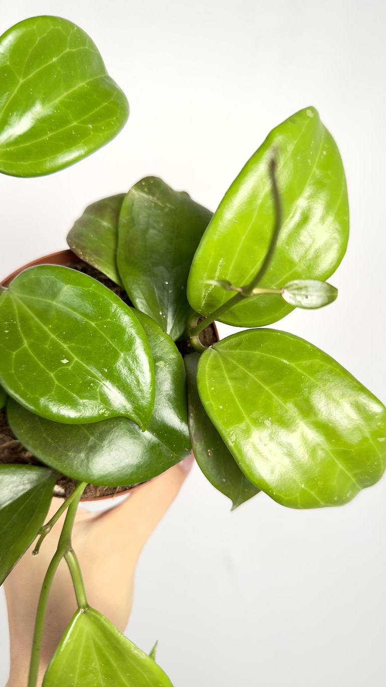 Hoya Quinquenervia