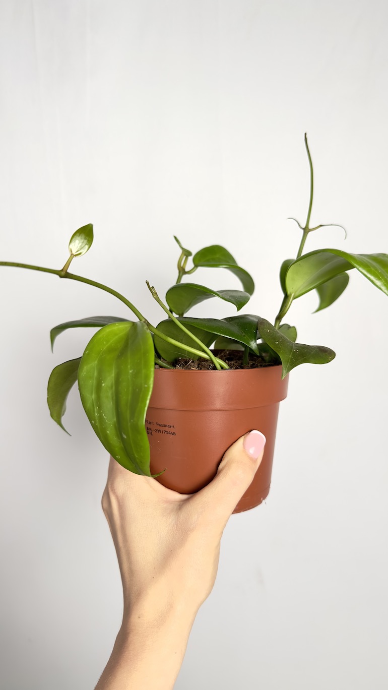 Hoya Quinquenervia