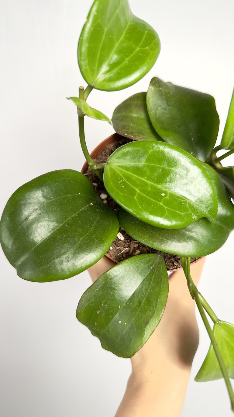 Hoya Quinquenervia