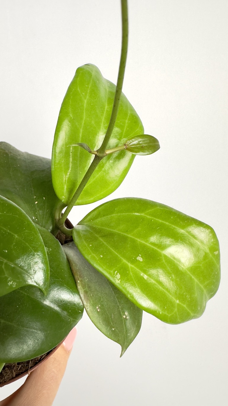 Hoya Quinquenervia