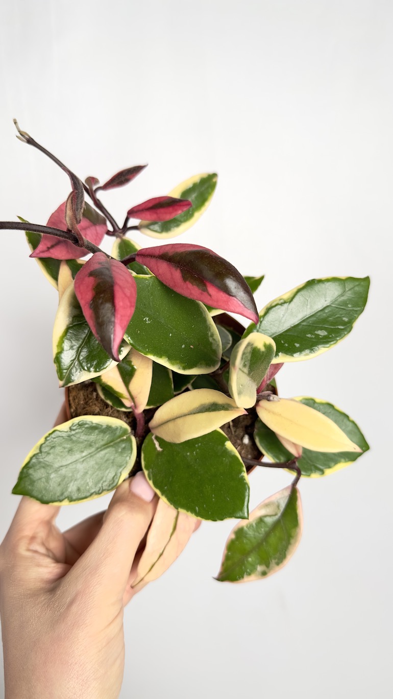 Hoya Flamingo Dream