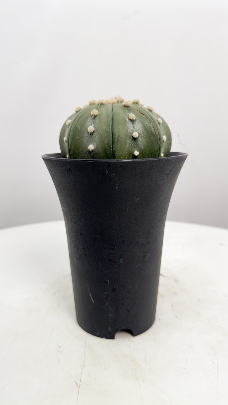 Astrophytum Asterias