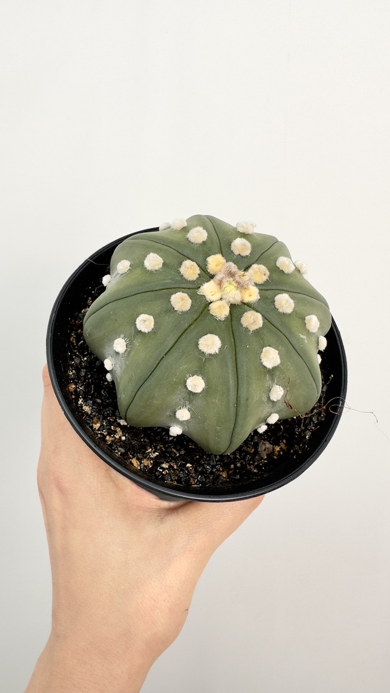 Astrophytum Asterias