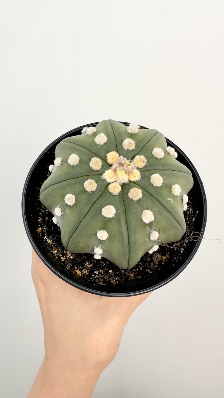 Astrophytum Asterias