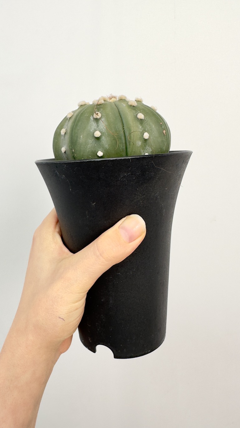 Astrophytum Asterias