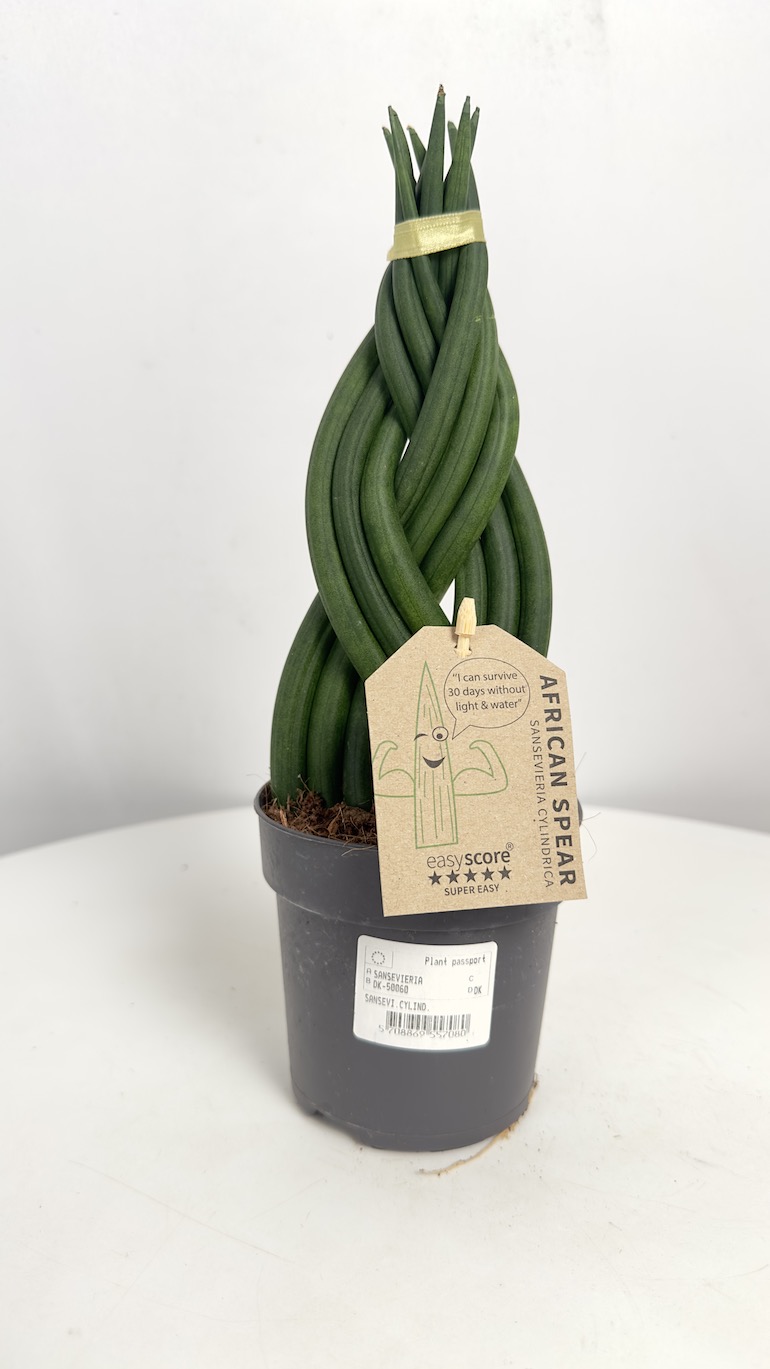 Sansevieria Cylindrica Braided