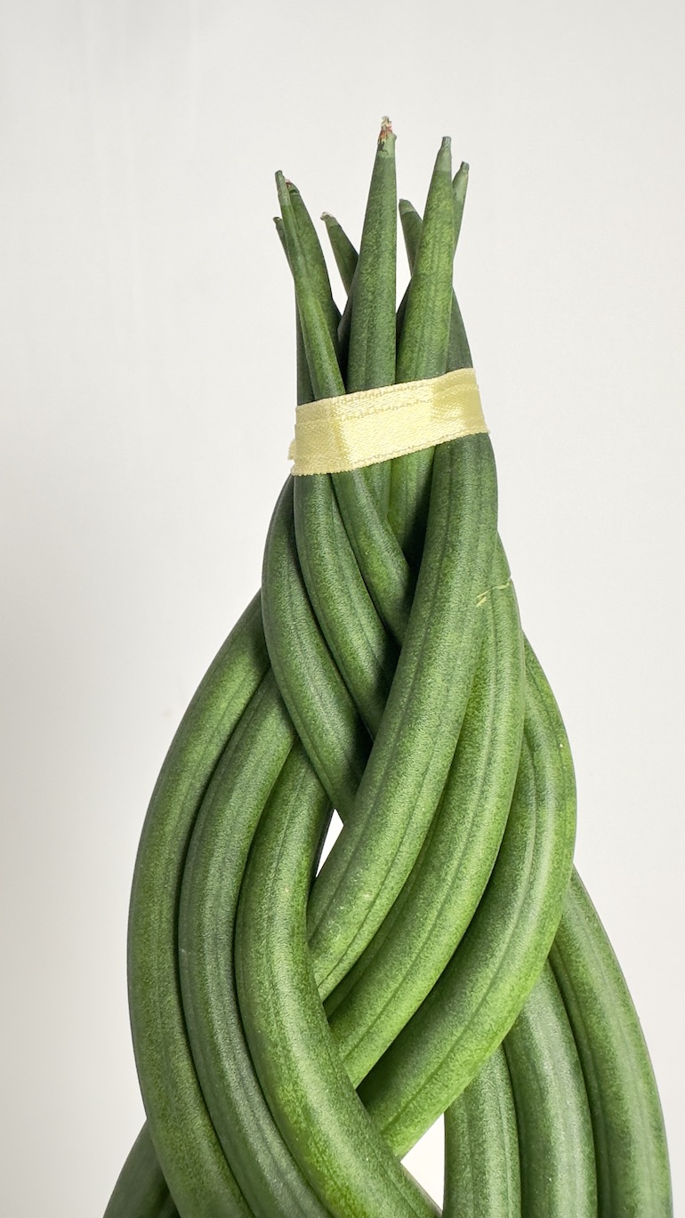 Sansevieria Cylindrica Braided