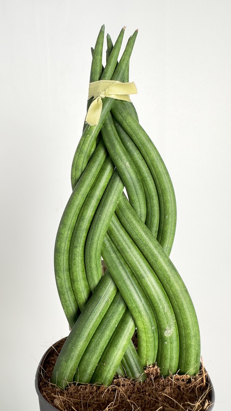 Sansevieria Cylindrica Braided