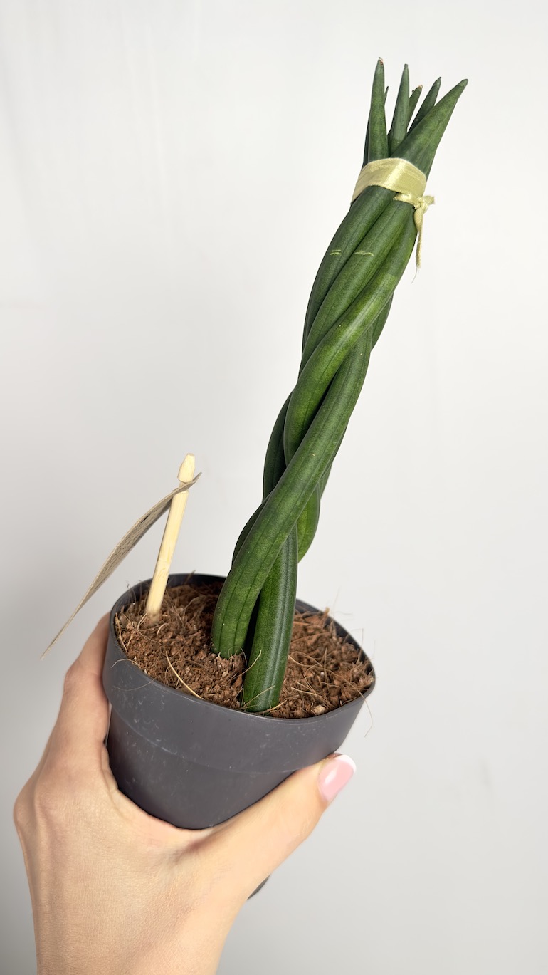 Sansevieria Cylindrica Braided