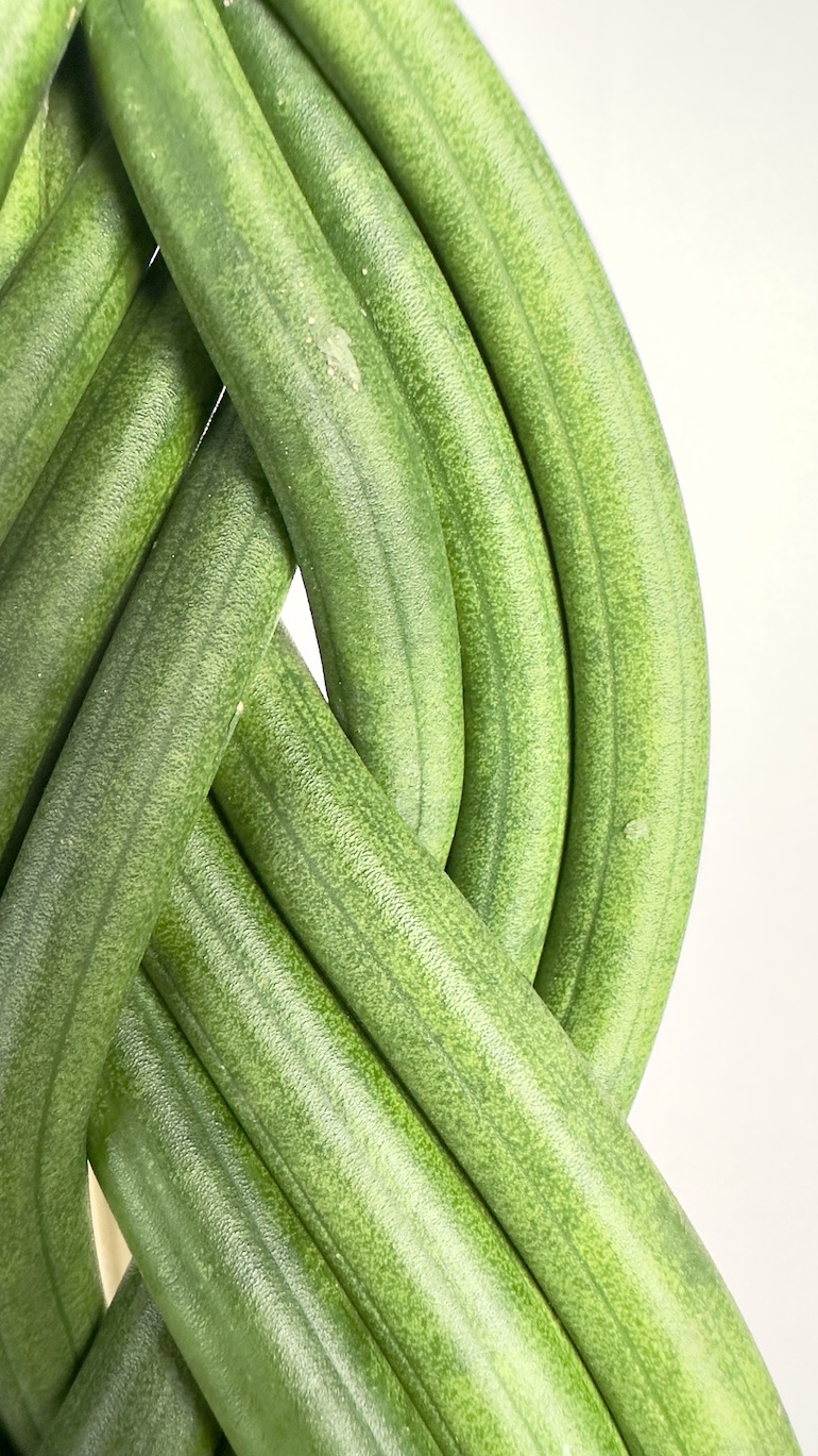 Sansevieria Cylindrica Braided