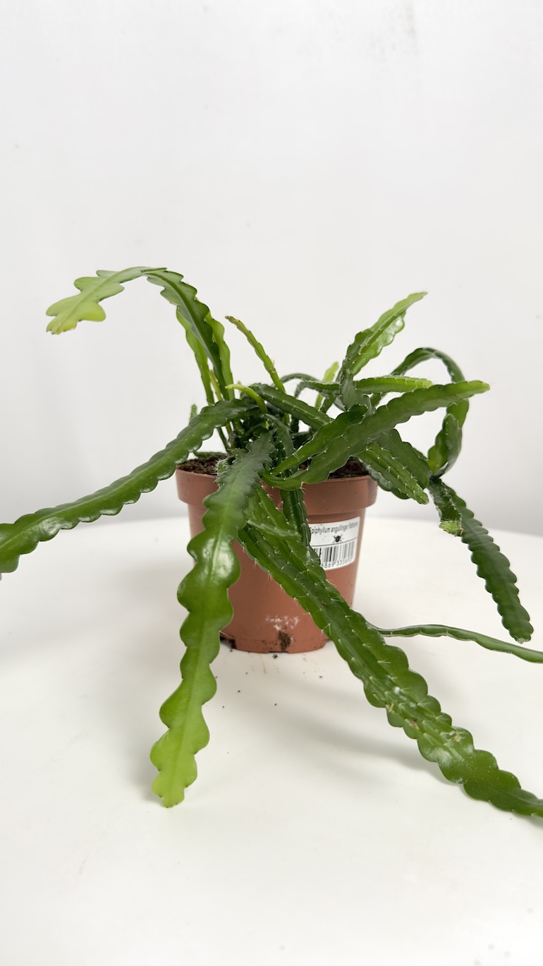 Epiphyllum Anguliger Fishbone