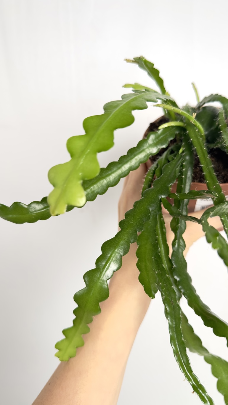 Epiphyllum Anguliger Fishbone