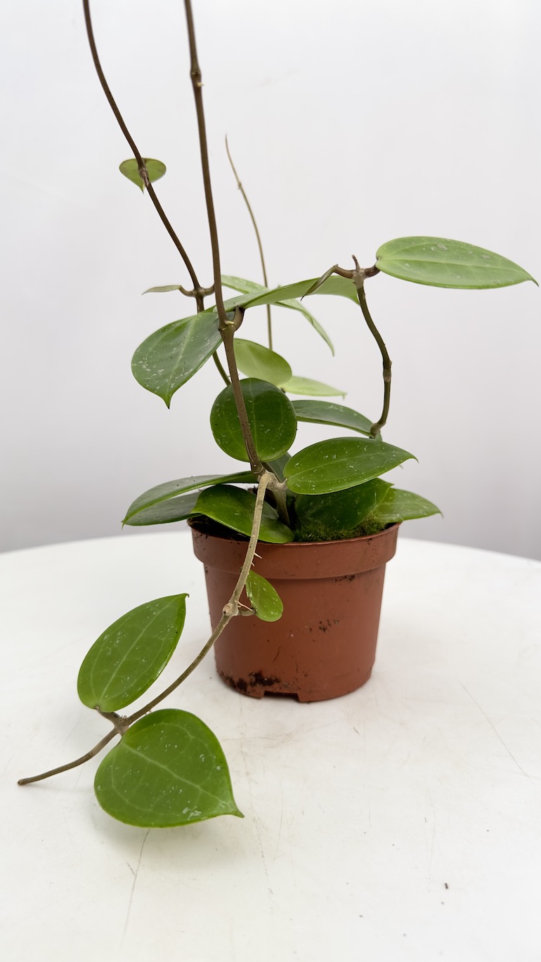Hoya Parasitica Splash