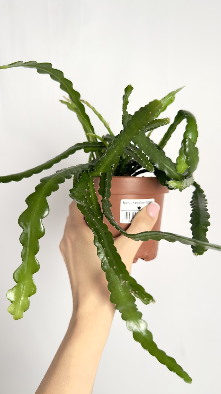 Epiphyllum Anguliger Fishbone