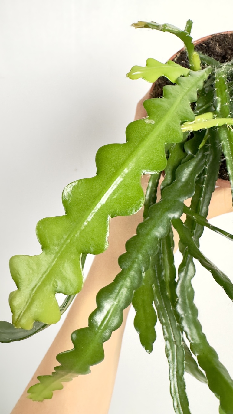 Epiphyllum Anguliger Fishbone