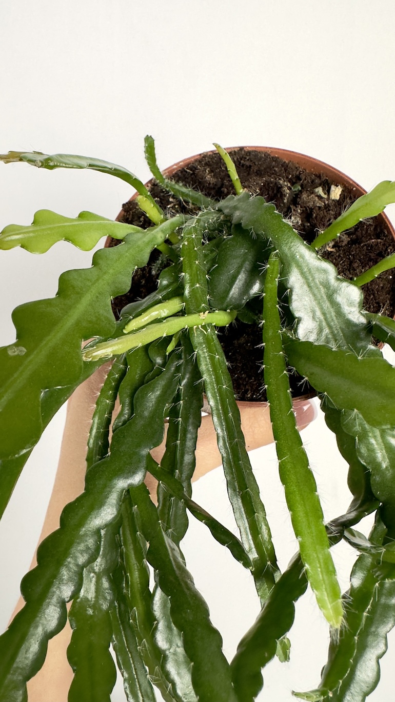 Epiphyllum Anguliger Fishbone
