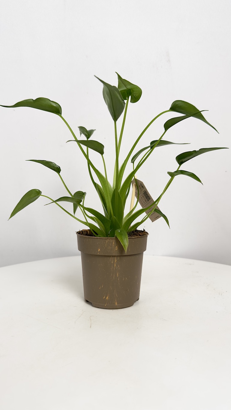 Alocasia Tiny dancer