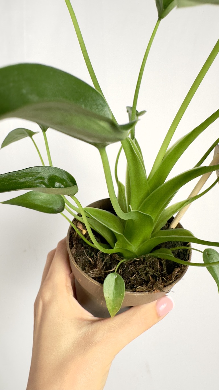 Alocasia Tiny dancer