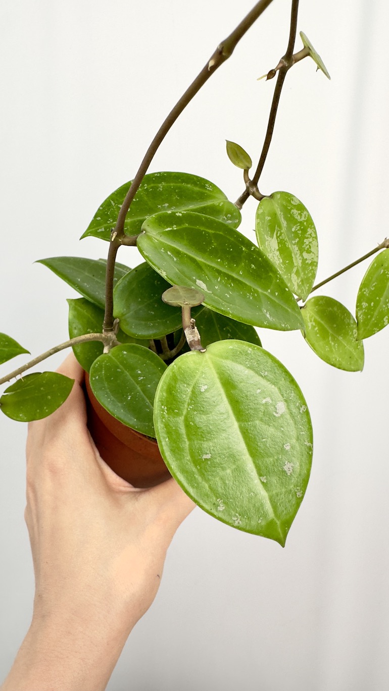 Hoya Parasitica Splash
