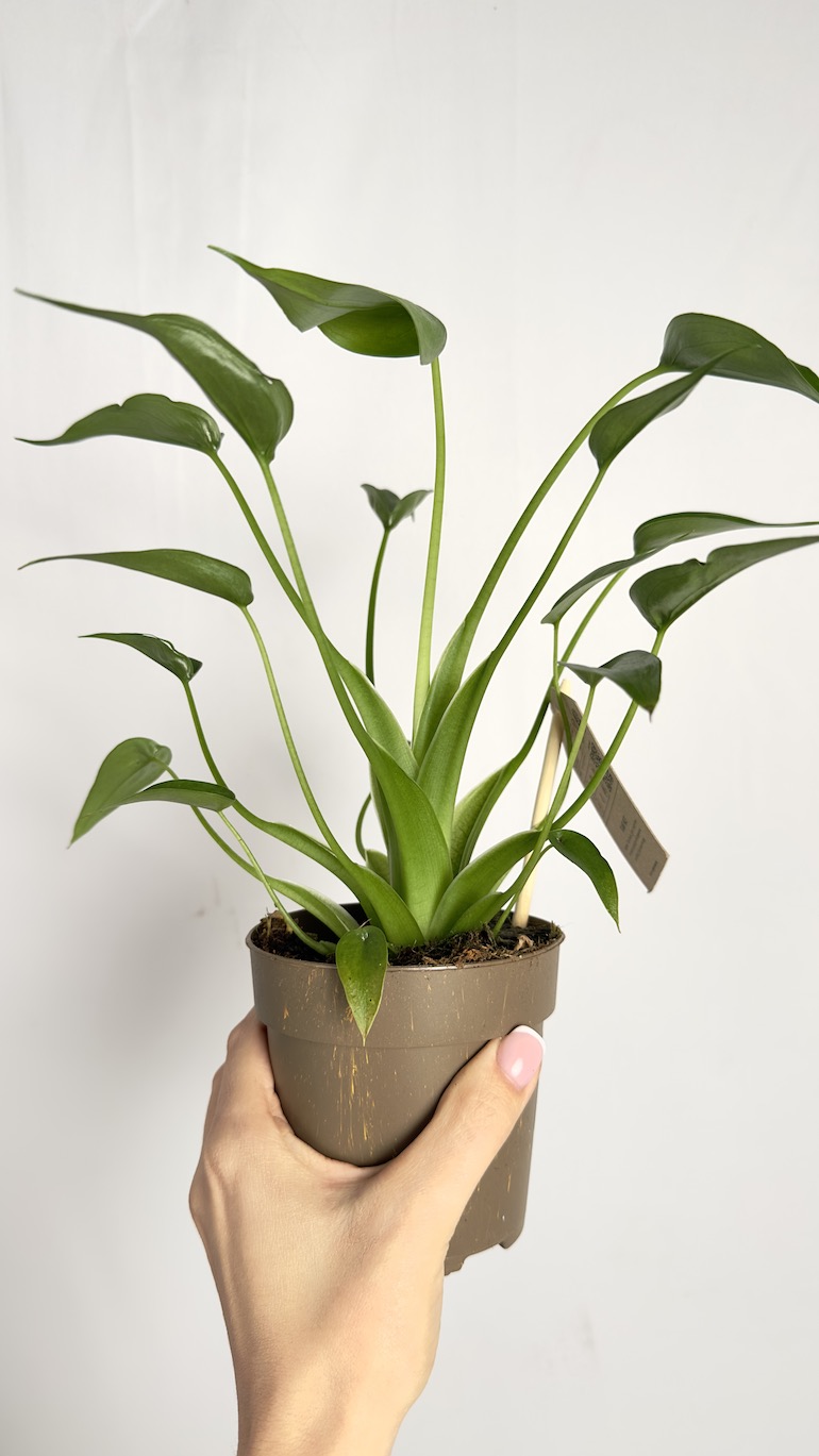 Alocasia Tiny dancer