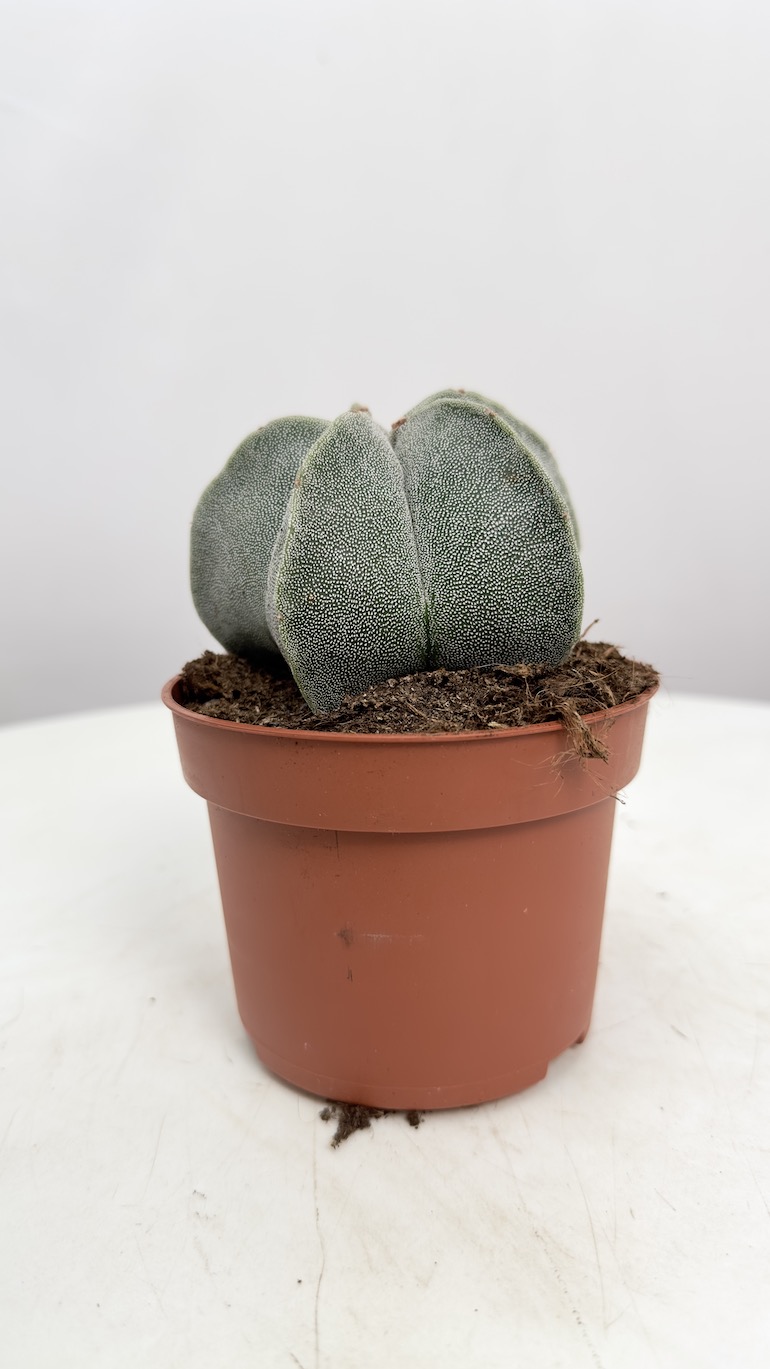 Astrophytum Myriostigma