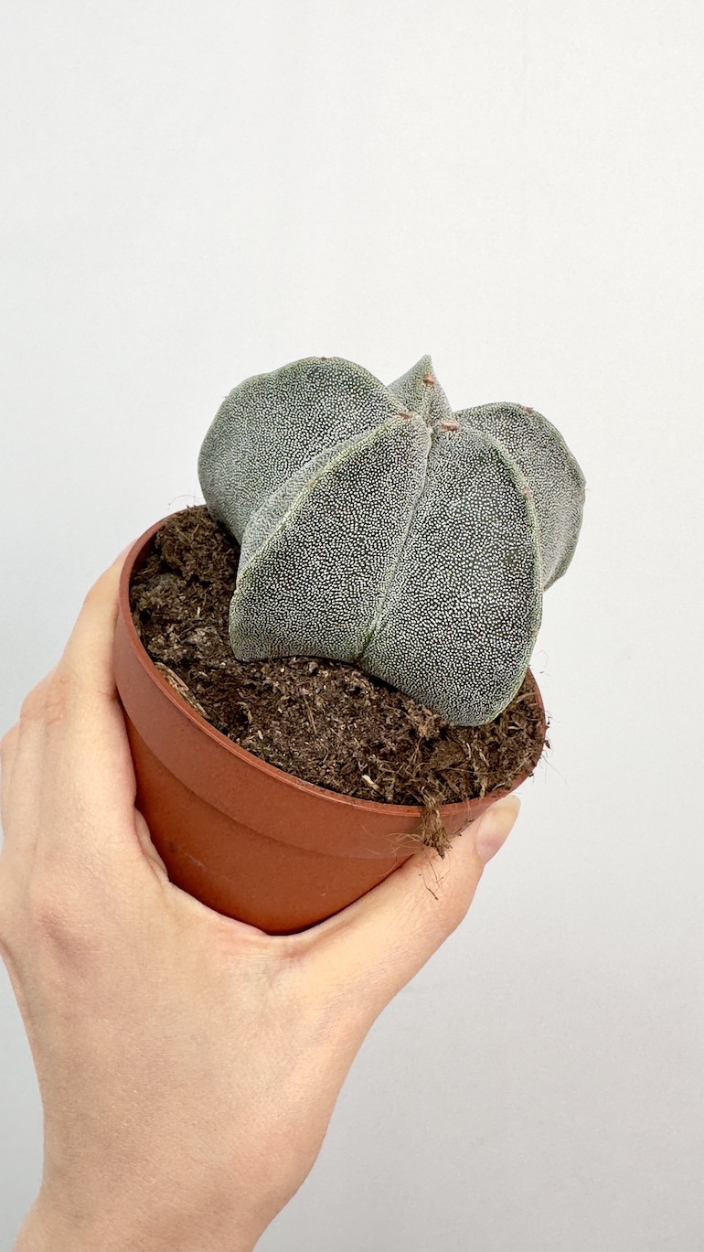 Astrophytum Myriostigma