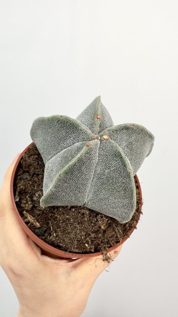 Astrophytum Myriostigma