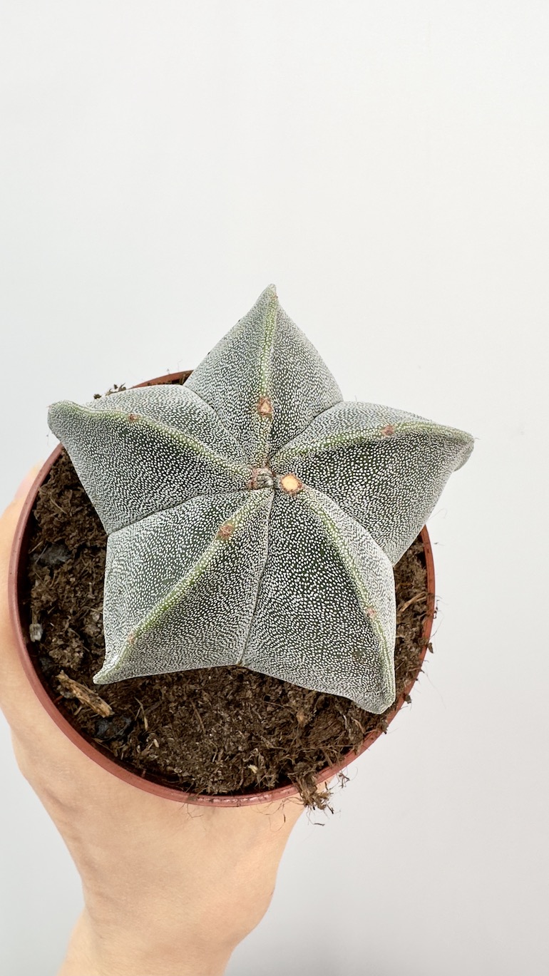 Astrophytum Myriostigma
