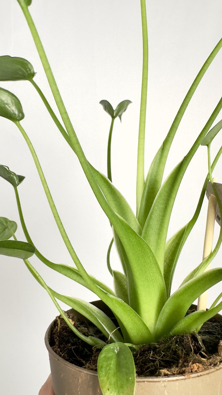 Alocasia Tiny dancer