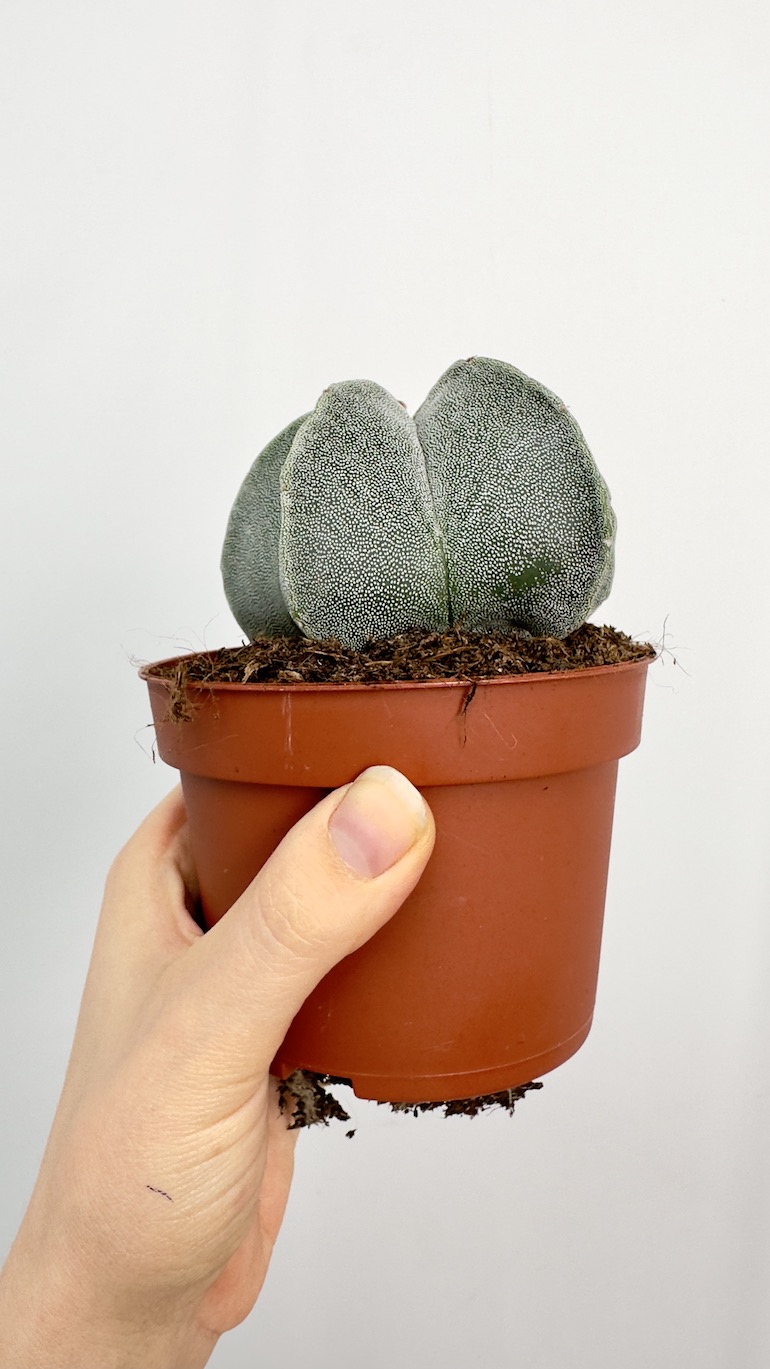 Astrophytum Myriostigma