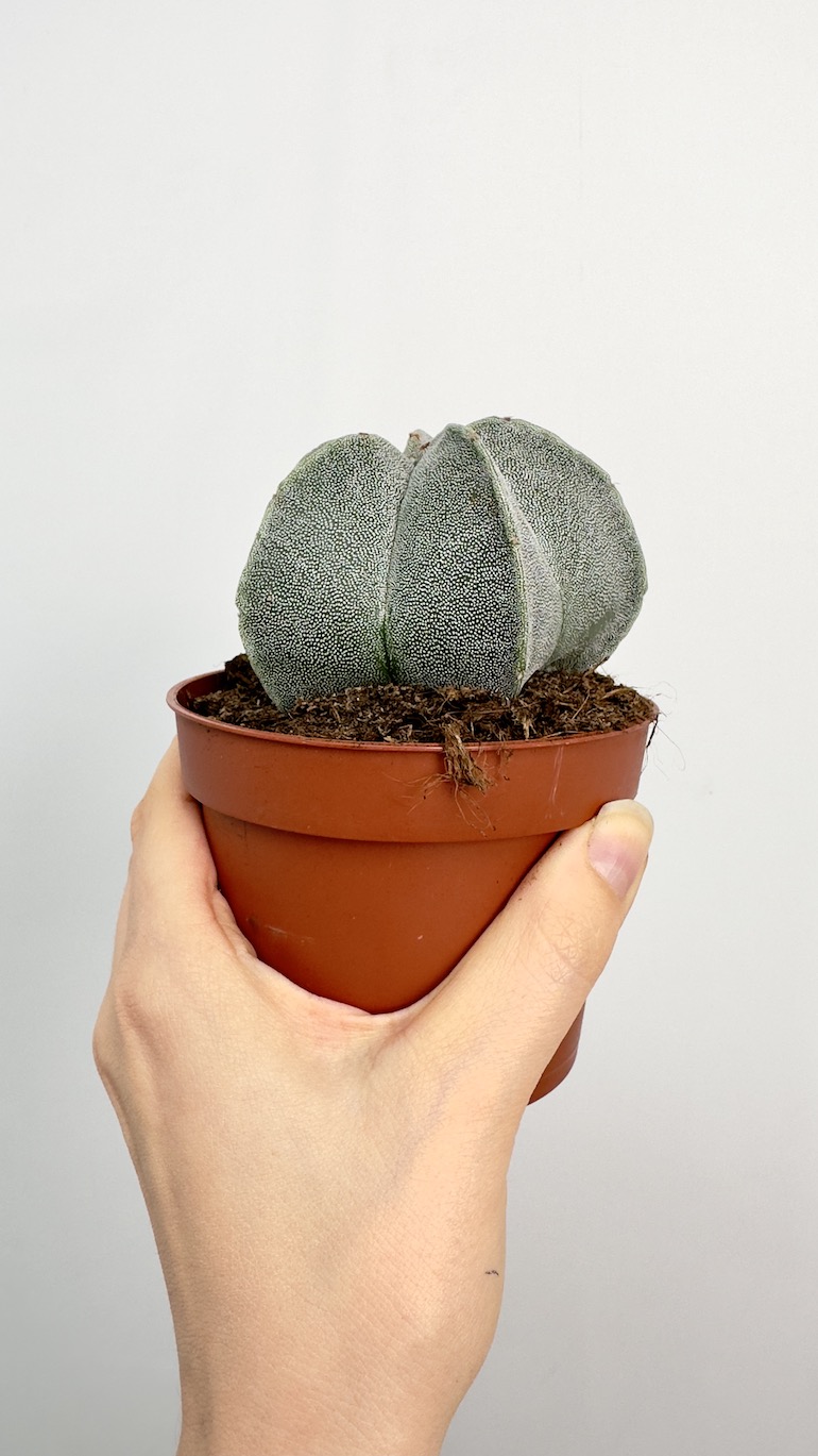 Astrophytum Myriostigma