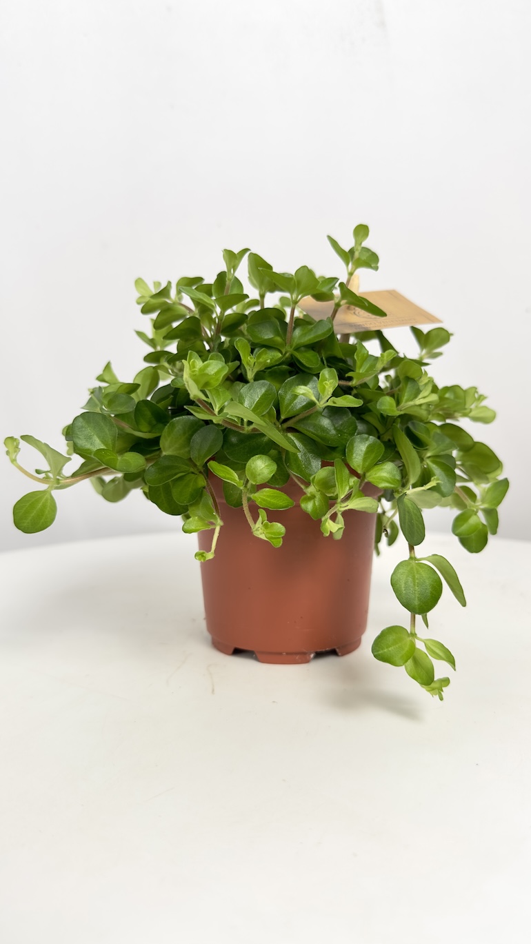 Peperomia Rotundifolia