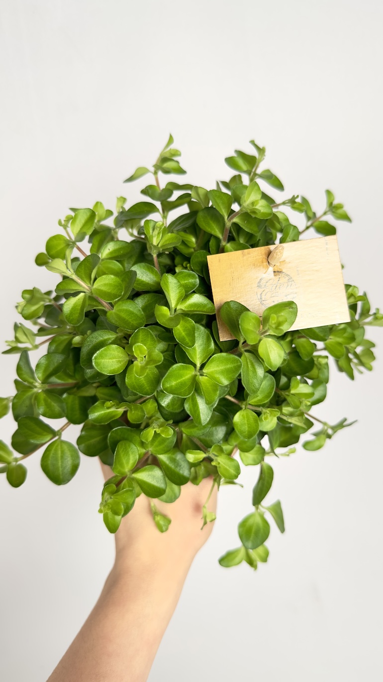 Peperomia Rotundifolia