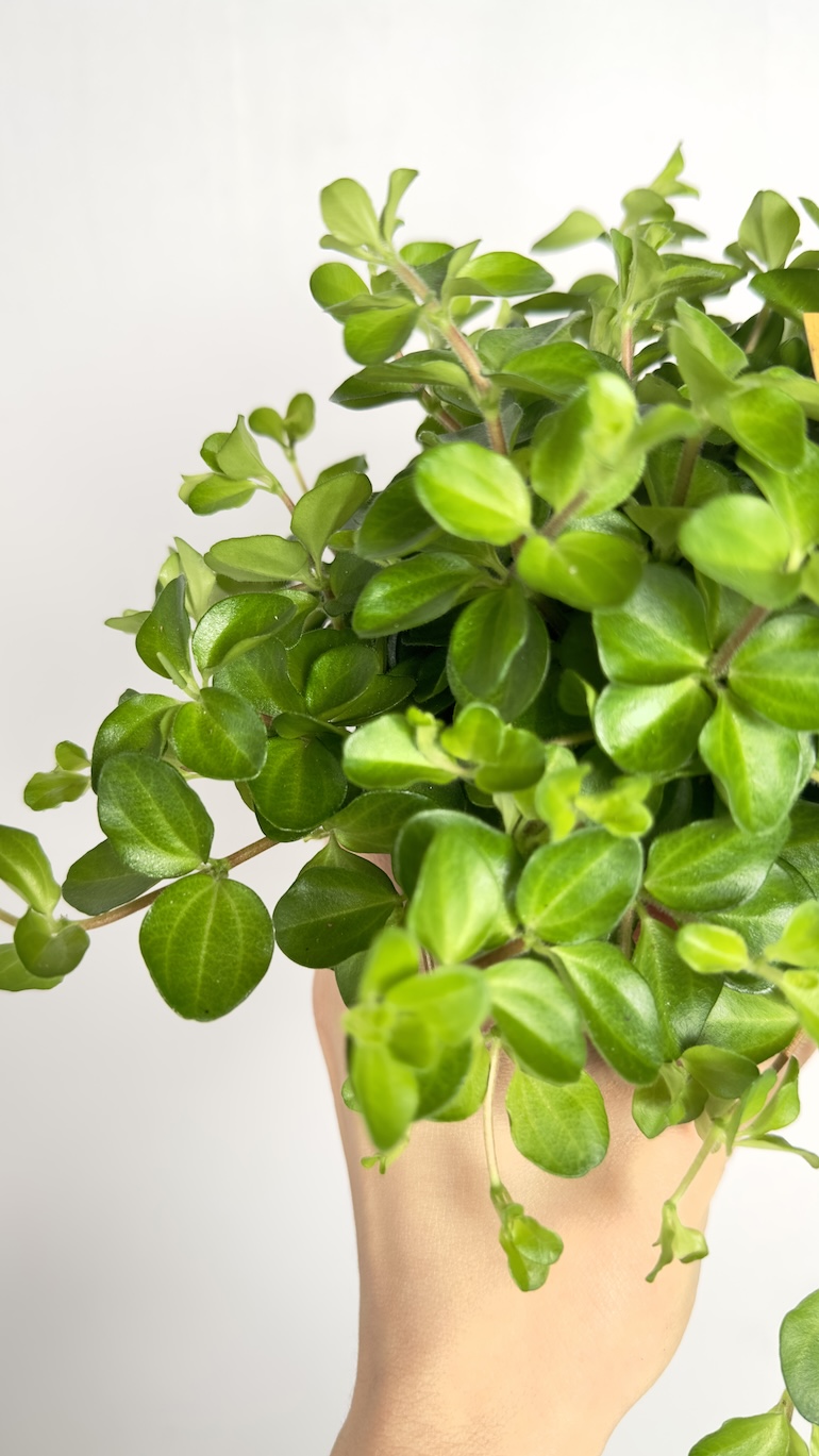 Peperomia Rotundifolia