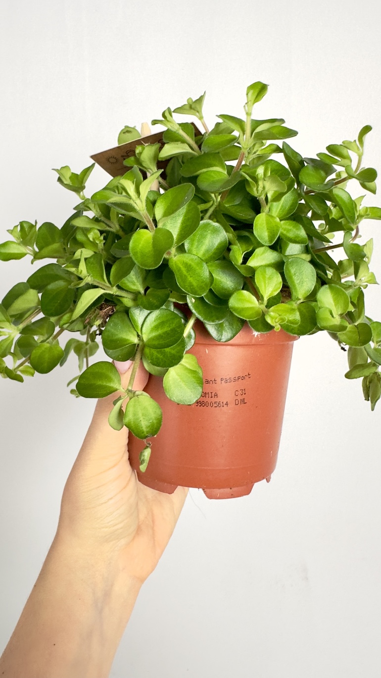 Peperomia Rotundifolia