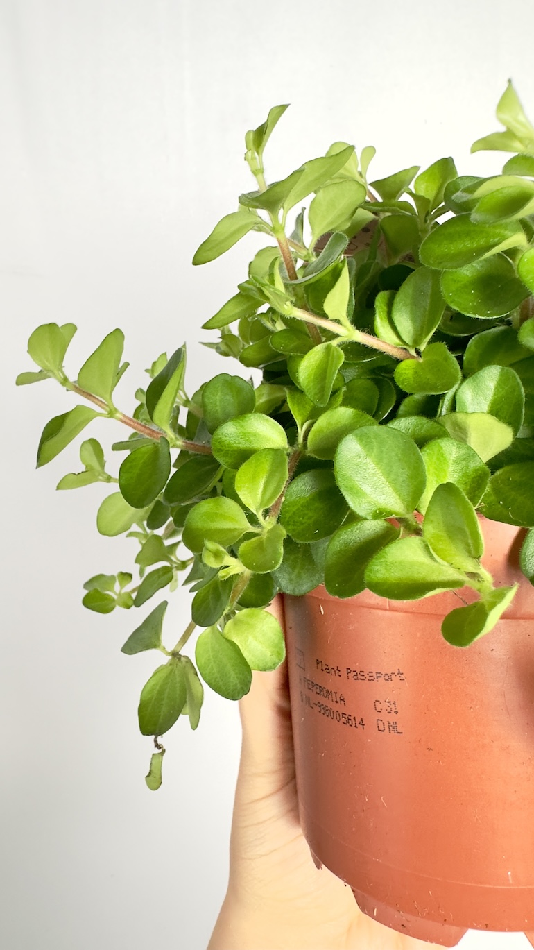 Peperomia Rotundifolia