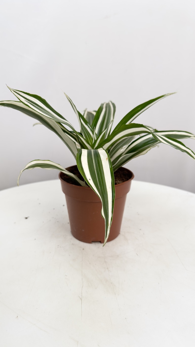Dracena zielono biała oczyszczająca powietrze