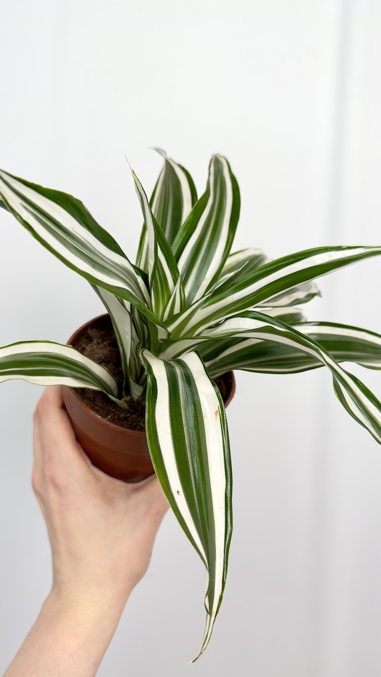 Dracena zielono biała oczyszczająca powietrze