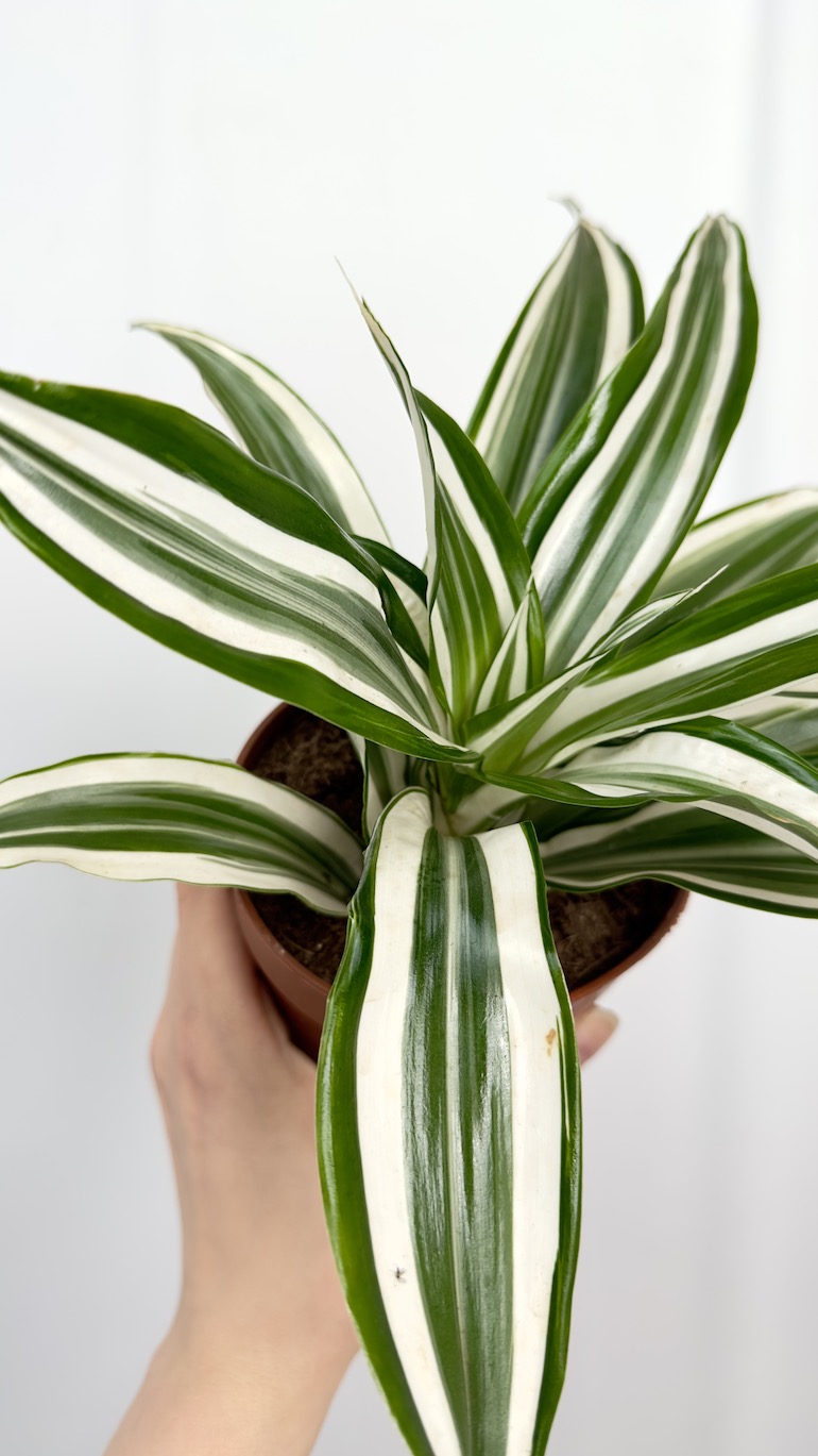 Dracena zielono biała oczyszczająca powietrze