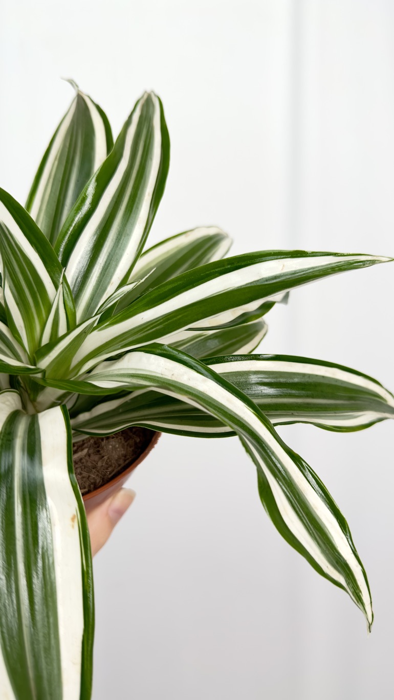 Dracena zielono biała oczyszczająca powietrze