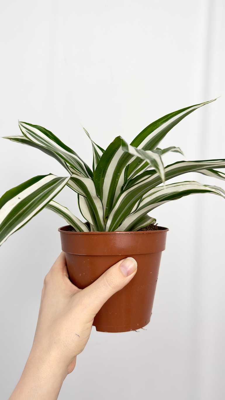 Dracena zielono biała oczyszczająca powietrze